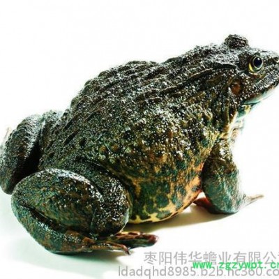 焦作蟾蜍、伟华蟾业蟾衣、蟾蜍养殖
