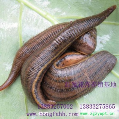 水蛭  水蛭苗 宽体金线水蛭种苗