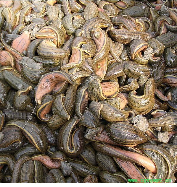 供应武汉银丰农科10号供应水蛭种苗