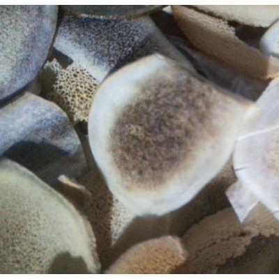 鹿骨质片新鲜鹿茸角新割整枝头茬二杠蜡片粉血片煲汤泡酒料鹿鞭膏三鞭参蛹膏男用滋补品人参鹿鞭驴鞭狗蛇鞭鹿茸膏260g