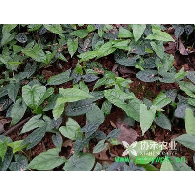 荒山空地种天冬药材，发财很简单