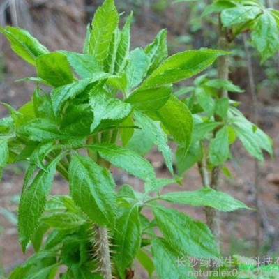 供应刺五加提取物0.8%刺五加苷植物提取物