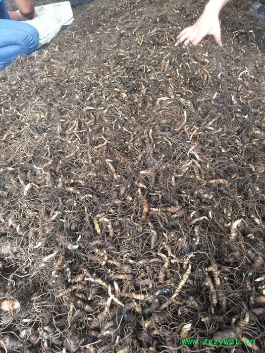 奇草荟 七叶一枝花