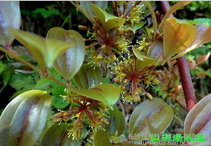 植物提取物厂家供应菝葜提取物植物提取物