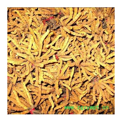 沈阳回收冬虫夏草  冬虫夏草各种规格免费上门回收