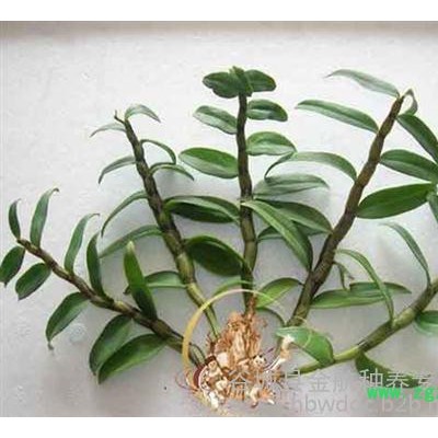 批发供应(已认证),济宁市　 石斛,石斛的作用