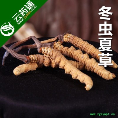【云南药通】西藏冬虫夏草滋补虫草**无断草野鲜虫草包邮