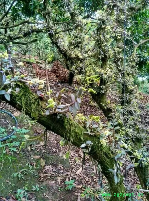铁皮石斛种苗种植前景分析及种苗出售