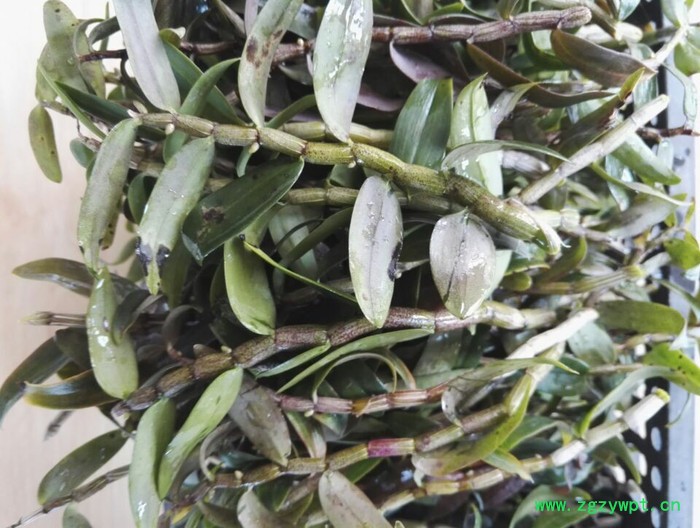 仙斛兰韵霍山铁皮石斛鲜条