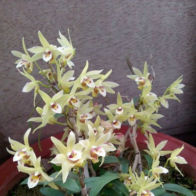 贵州济生铁皮石斛干花