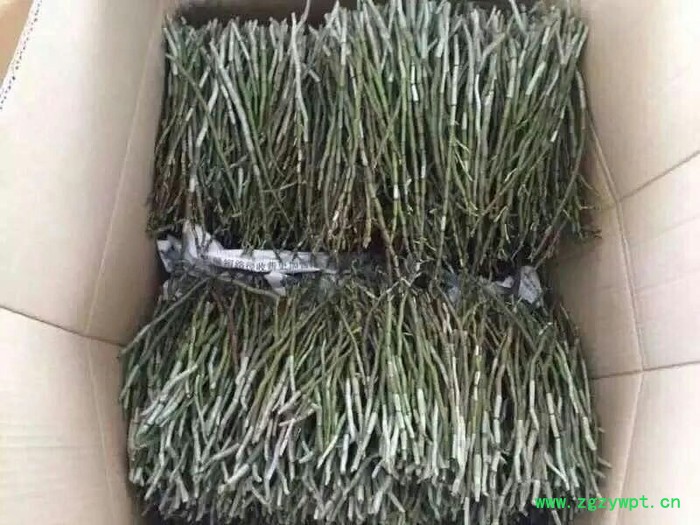 奇草荟 铁皮石斛