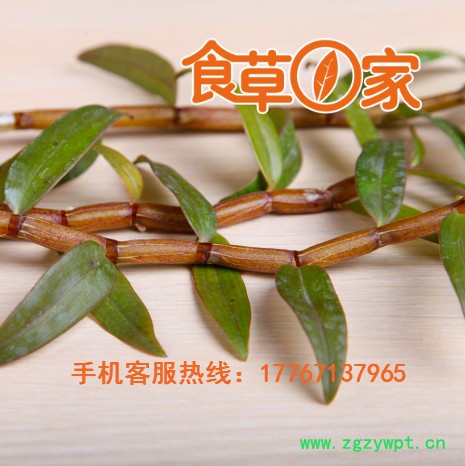 食草一家 铁皮石斛 正宗铁皮石斛散装批发,浙江莫干山基地直供 食草一家 铁皮石斛 正宗铁皮石斛散装批发,浙江莫干山基地直供