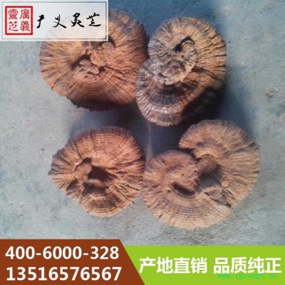 云南黑灵芝厂家 **黑灵芝价格广义灵芝