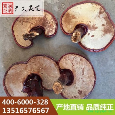 金边灵芝价格 **金边灵芝批发采购 广义灵芝