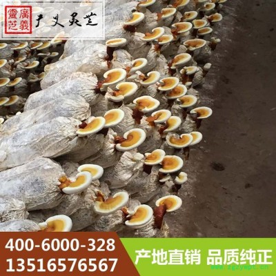 广义灵芝厂家批发一级鲜灵芝 赤灵芝