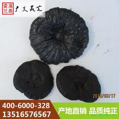 山东广义灵芝长期出售高品质黑灵芝 赤灵芝
