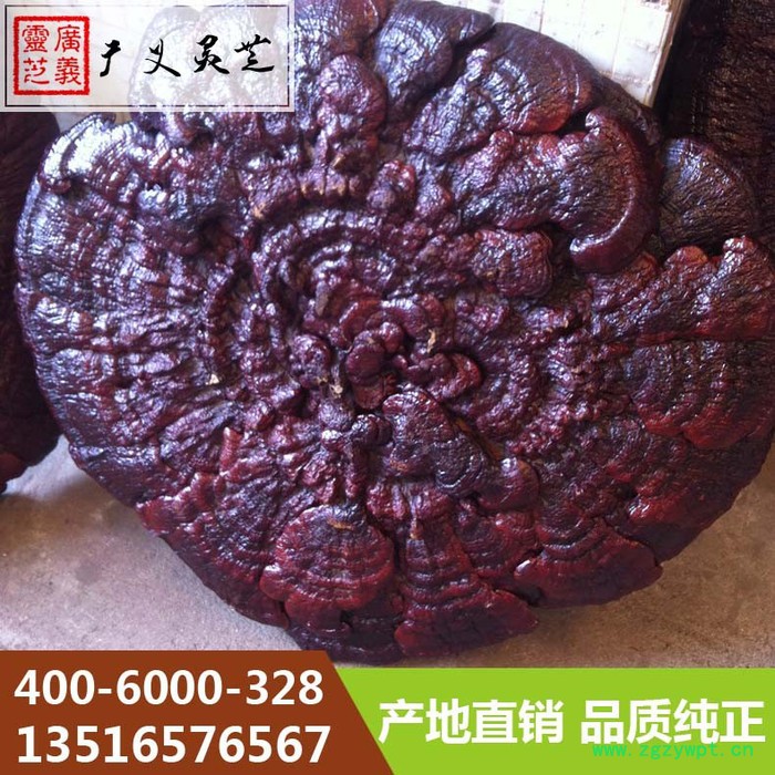 吉林长白山大灵芝80cm以上灵芝厂家广义灵芝