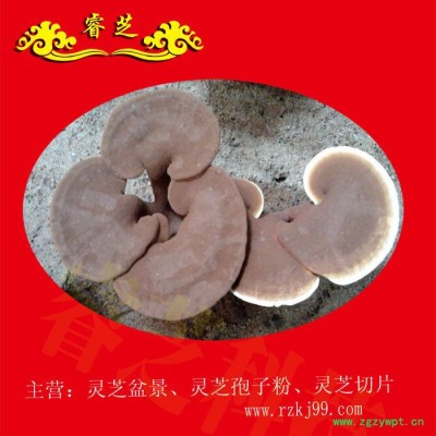 供应睿芝灵芝盆景RZKJ-HT-68、厂价批发一年生活体盆栽、净化空气、吸甲醛室内装修必备、开业庆典、亲朋互赠佳品