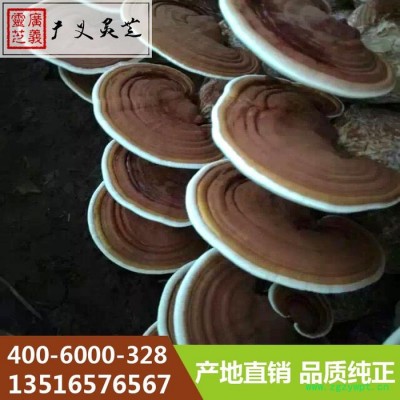 山东灵芝批发采购 冠县灵芝厂家 广义灵芝