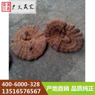 黑灵芝 黑灵芝 报价 黑灵芝生产基地