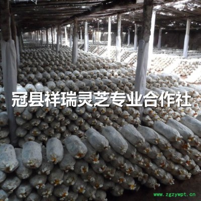 灵芝菌种供应 灵芝菌包批发