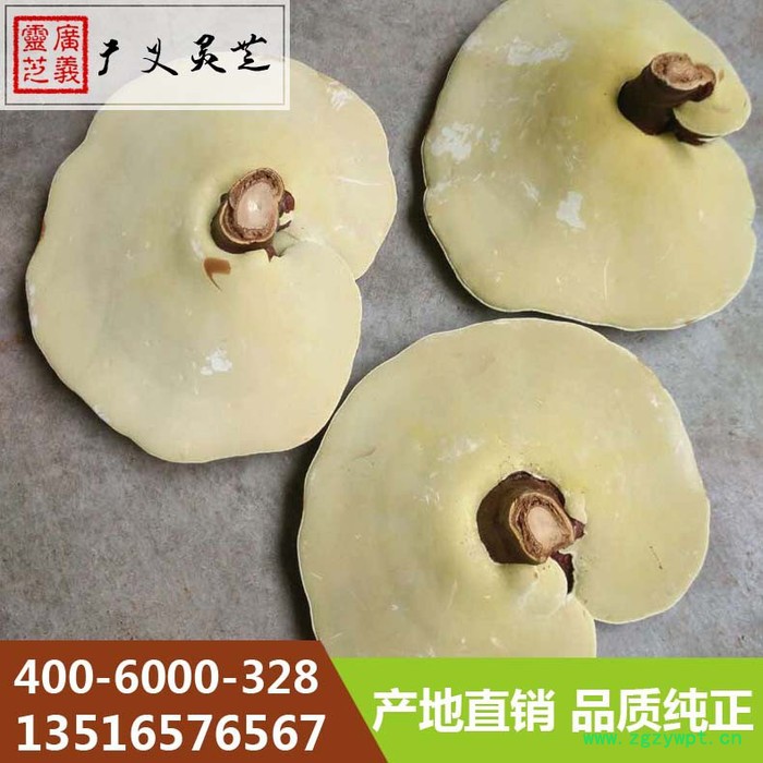 山东椴木灵芝价格 段木灵芝厚肉种植厂家 广义灵芝