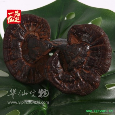 供应一品仙芝40%多糖灵芝提取物--灵芝多糖40％UV