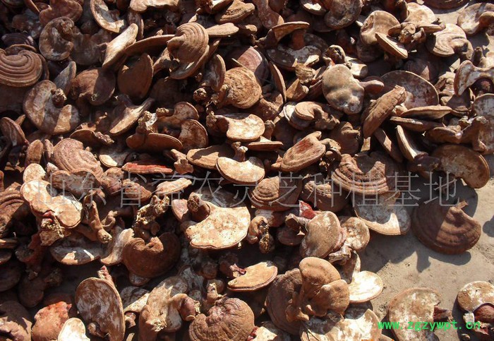 大量出口级赤灵芝 大量出口级赤灵芝