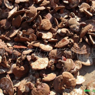 大量出口级赤灵芝