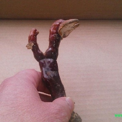 西藏土特产整枝**晒干赤灵芝（白芯灵芝）统货