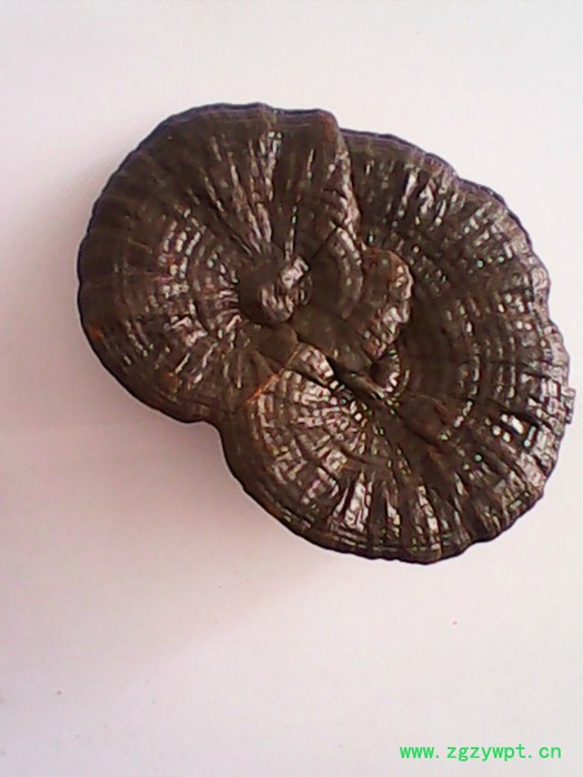 瑞芝堂灵芝切片 瑞芝堂灵芝切片