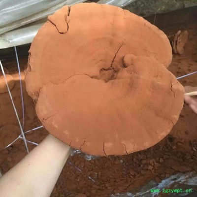 灵芝孢子粉原粉 来自世界长寿之乡广西巴马富硒灵芝粉 包邮 支持批发，量大从优