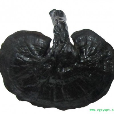 罗氏灵芝 **黑灵芝 **补品 稳定血糖 直销**灵芝中药材