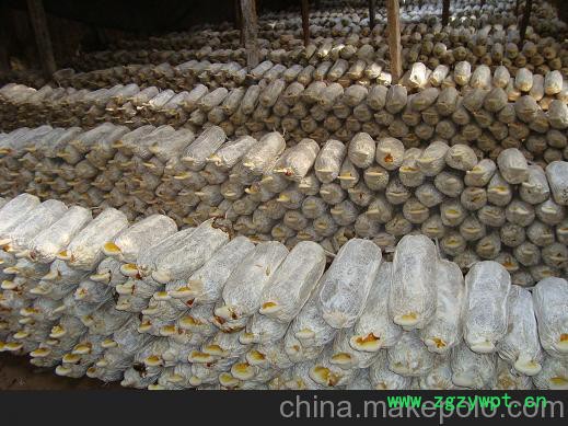 灵芝超细粉 灵芝超细粉