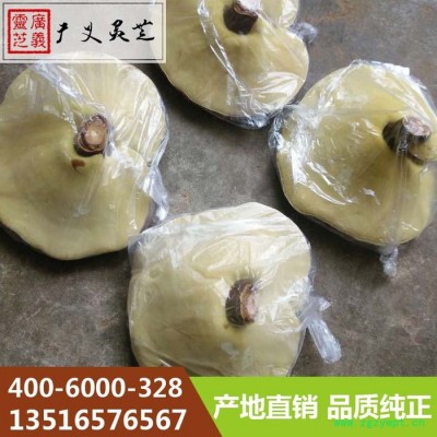 山东椴木灵芝价格 济南椴木长腿厂家 广义灵芝