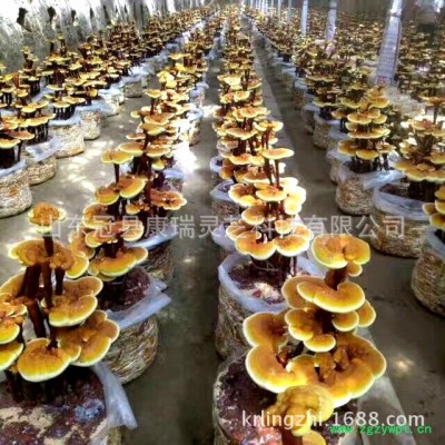 灵芝基地 灵芝菌种 原种 栽培种 灵芝菌包 灵芝菌棒 灵芝菌段