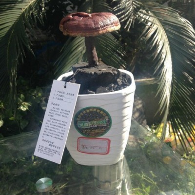 供应炭道LZ-02-01灵芝盆景