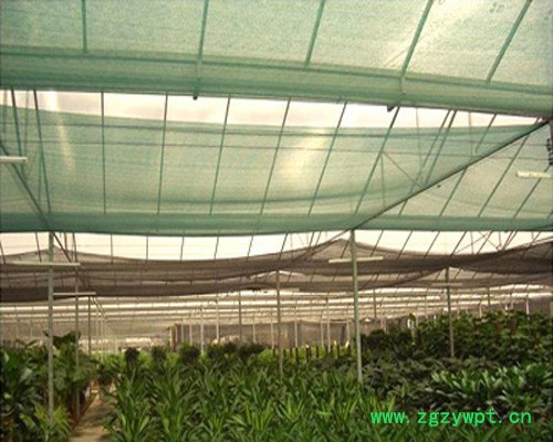 灵芝遮阳网_花菜遮阳网限时供应【金耀捷】
