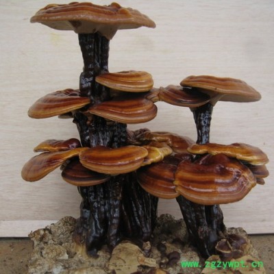 优种农业 办公室灵芝盆栽 观赏灵芝盆景厂价直销