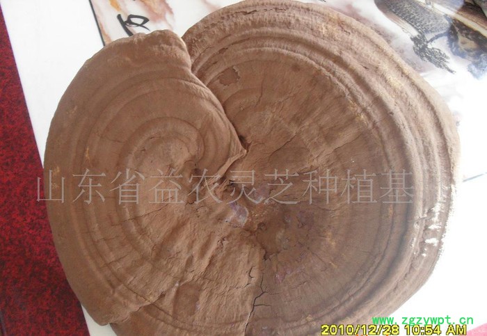 椴木灵芝,灵芝孢子粉 椴木灵芝,灵芝孢子粉