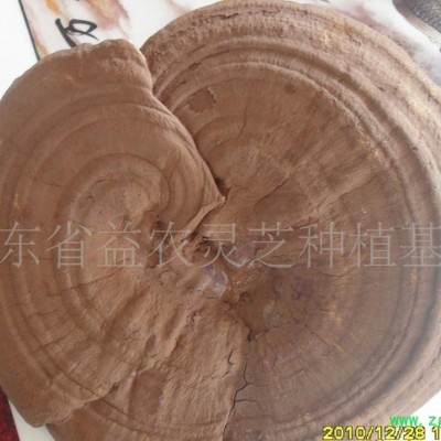 椴木灵芝,灵芝孢子粉