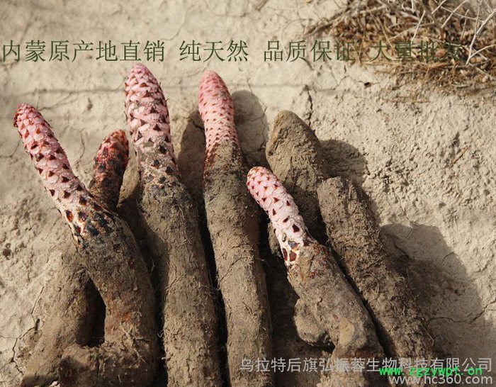 佳品中药材,阿拉善中药材,内蒙古产地直销 不老草  金锁阳 中药滋 佳品中药材,阿拉善中药材,内蒙古产地直销 不老草  金锁阳 中药滋