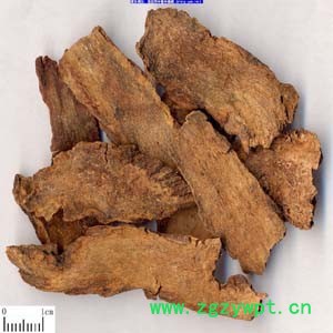 供酒泉锁阳特点,酒泉锁阳,酒泉锁阳认准盛宝 供酒泉锁阳特点,酒泉锁阳,酒泉锁阳认准盛宝