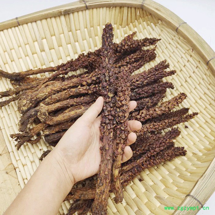 不老草（大号）10克的云南回春草不老草顶天柱草苁蓉产地泡酒料定制款直销批发草苁蓉风流果锁阳男性肾滋补酒当泡茶长白山不老草