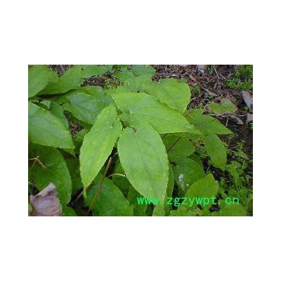 植物提取物,淫羊藿单甙,植物提取物,淫羊藿甙,提取物