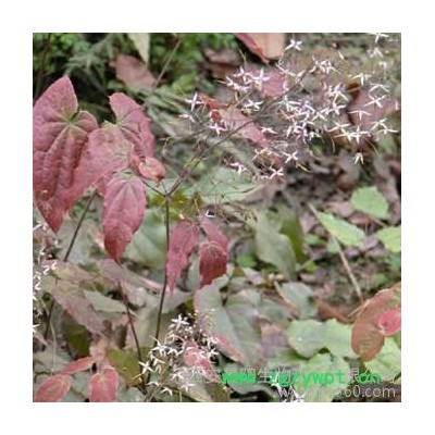 供应晨阳hplc淫羊藿提取物