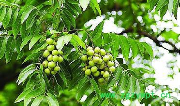 无患子提取物无患子皂苷 无患子提取物无患子皂苷