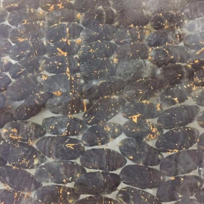 蛹虫草金虫草虫草花现货供应