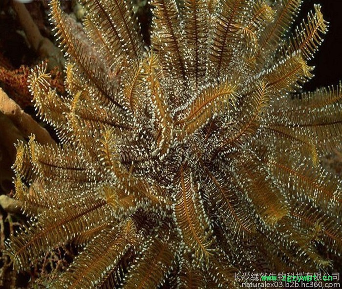 厂家供应  海藻提取物  10:1 海藻多糖植物提取物