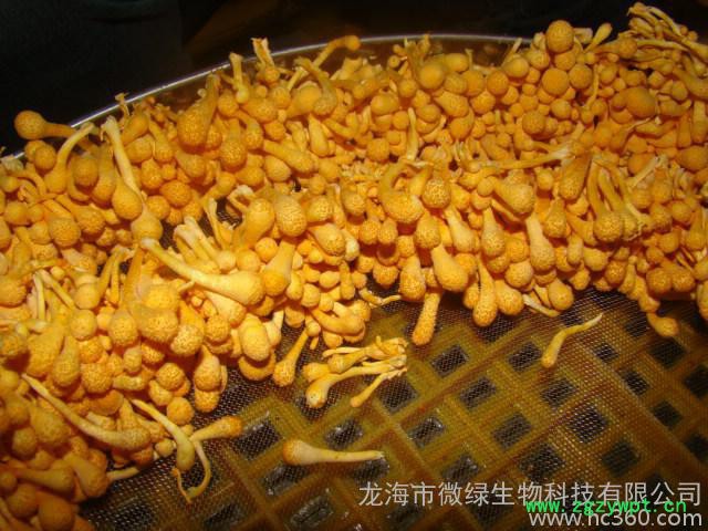 供应的蛹虫草栽培技术培训_的虫草花培训就在微绿生物科技公司